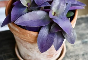 Indoor Plant Propagation: The Five Easiest Methods and Best Plants for Beginners