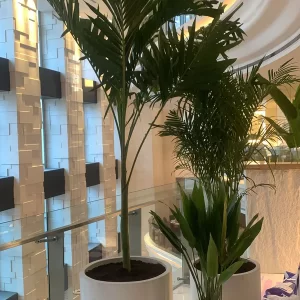 2799DH Office Plants Bundle 3pc in Fiber Pot (SAVE 700DH) Premium