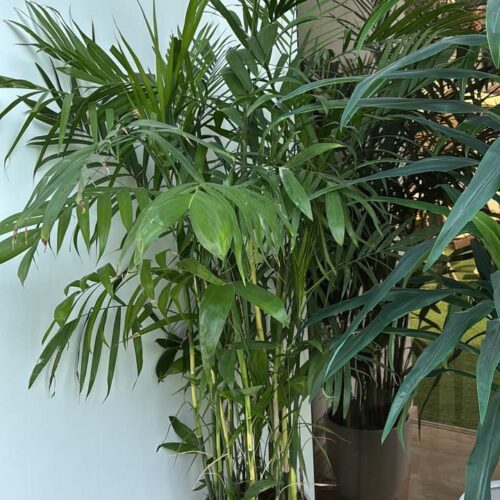 Bamboo palm in ceramic pot