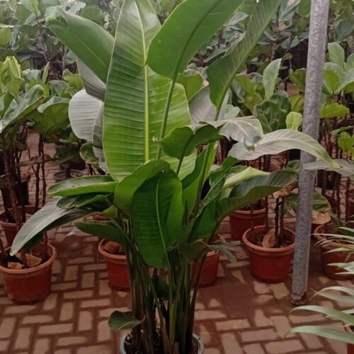 Birds of paradise in plastic