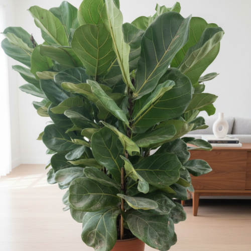 🌿 Fiddle-leaf fig (Ficus lyrata)