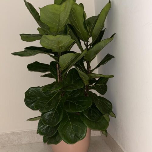 Fiddle Leaf in ceramic pot