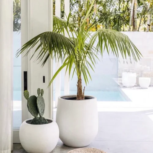 1280DH Outdoor Plants Bundle (Coconut + Cactus) in Fiber Pots