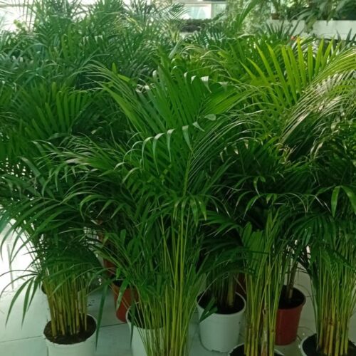 Holand Areca palm in plastic