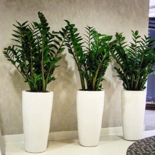 1399DH Office Plant Zizi in fiber pot Bundle (3pcs)