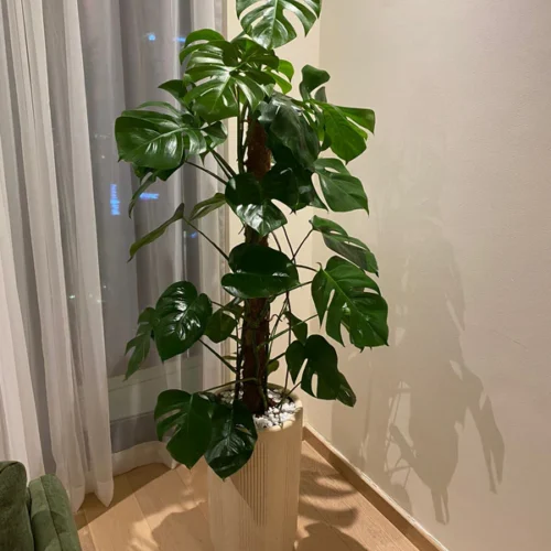 Office Plant Monstera Big ( 150cm to 160cm )