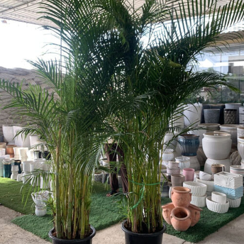 399DH Areca Large Each in nursery pot