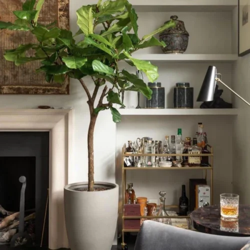 AA Office Plant XL fiddle in matte fiber pot