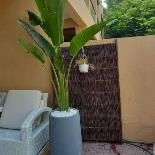Travellers Palm 3m XXL