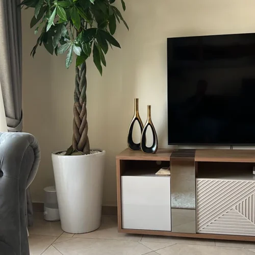 Office Plant Money Tree XL Twisted Feng Shui in White Pot