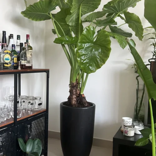 Office Plant Giant Taro