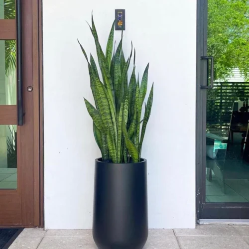 AA Office Plant Sanseveria in Black New