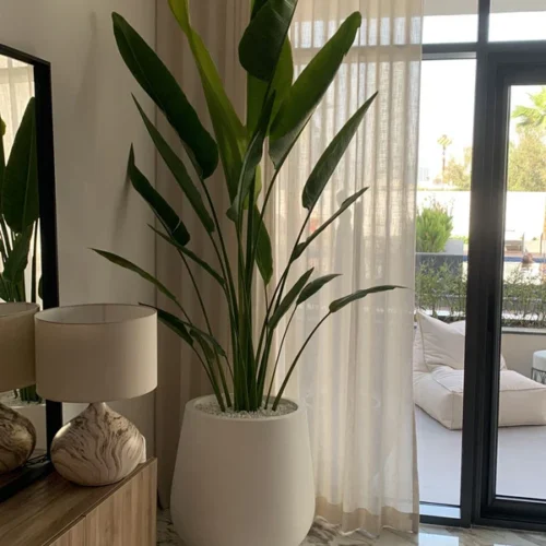 AA Office Plant Travellers Palm in Fiber Cement