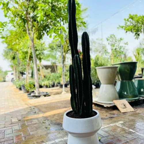 Premium Cactus XL Holland