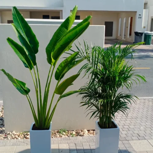 499Dh Bundle Medium Travellers Palm + Areca