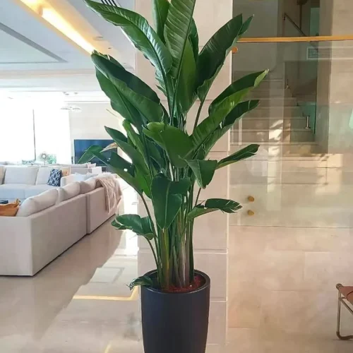 AA Office Plant Birds of Paradise XL in Black Matte New