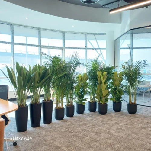 1899DH Premiuum Office 11pcs Office Plants Bundle