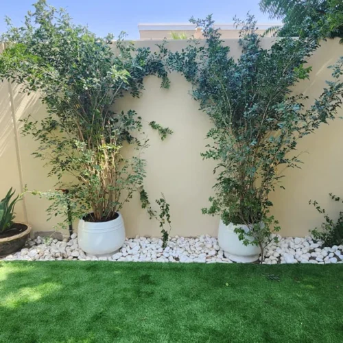 Jasmine Large Trees 1.8m to 2m Each
