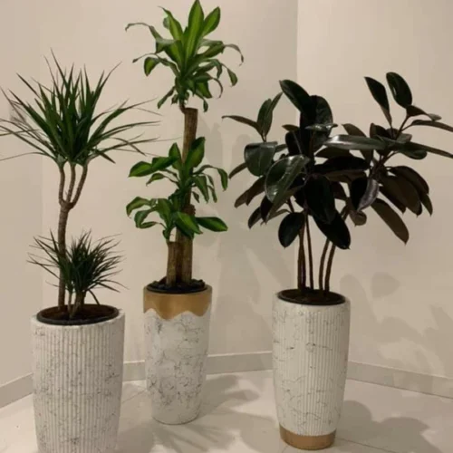 999DH Office Plants Bundle 3pc