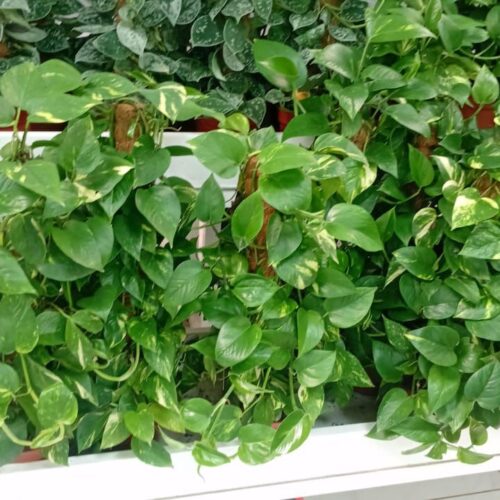 Small money plant in plastic pot