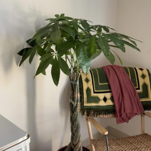 Twisted pachira in ceramic pot