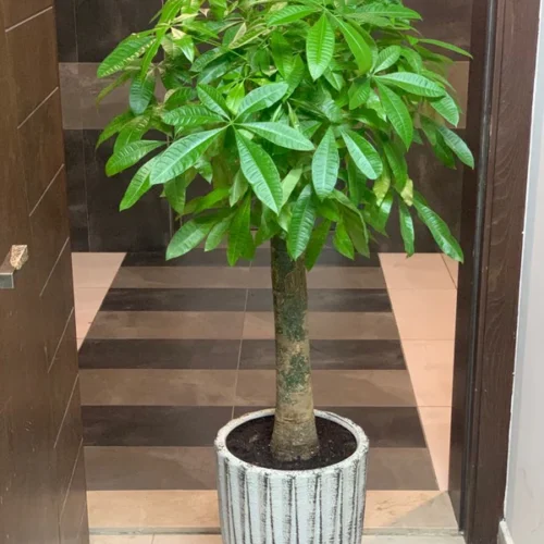 Office Plant Money Tree 160cm Single Stem