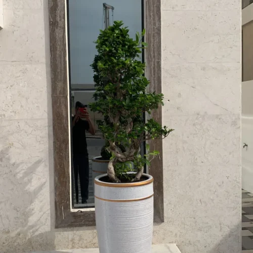 Bonsai XL in Big Pot