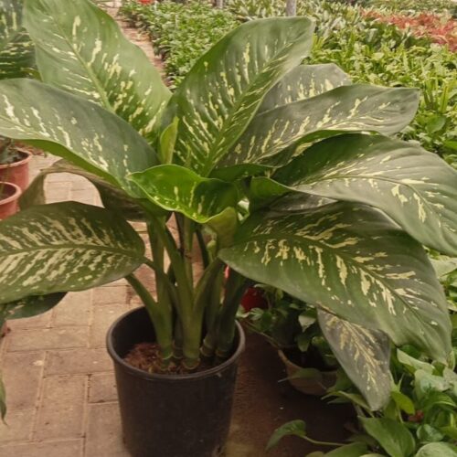 Morning dew  2-3pieces in plastic