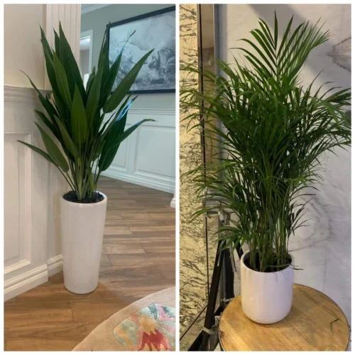 480DH Office Plant Bundle Aspiradas and Areca ( Height 130cm ) WOW