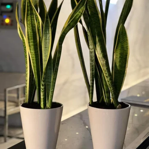 240DH Snakeplant bundle of 2 in white