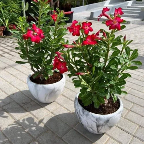 WOW SALE Desert rose in marble pot bundle