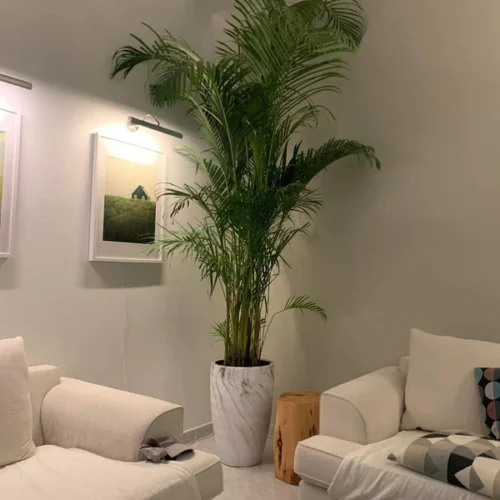 Areca Big 2.5m to 3m