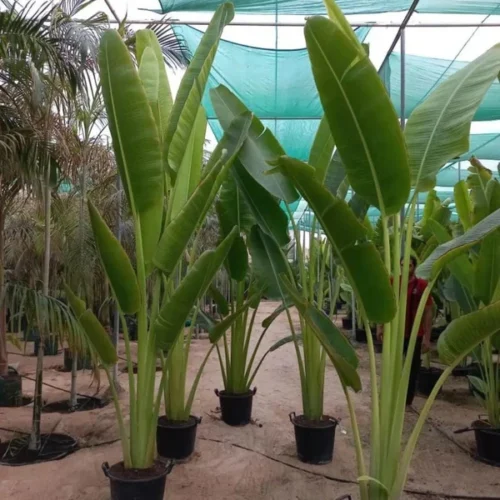 550DH Travelers Palm XL PROMO 3m Premium Quality