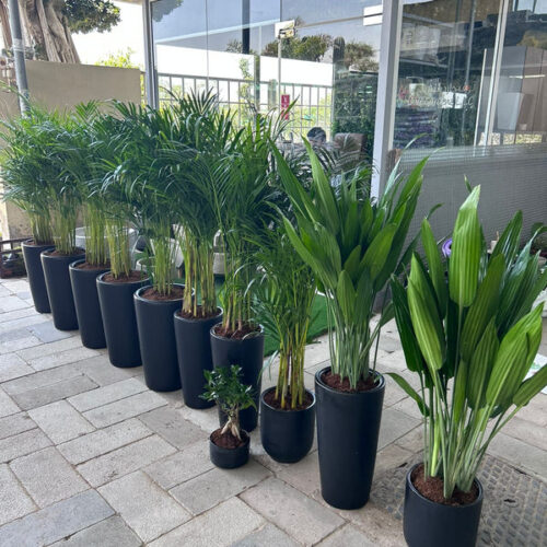 AA Office Plant 11 Holland Plants Bundle in Black Matte New