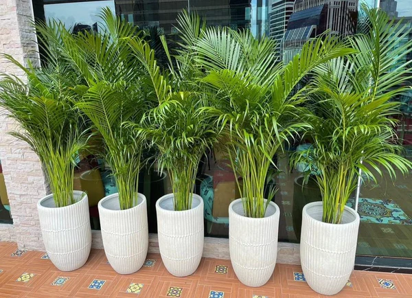 1999Dh 5pcs Office Plants Premium Holland Areca Bundle