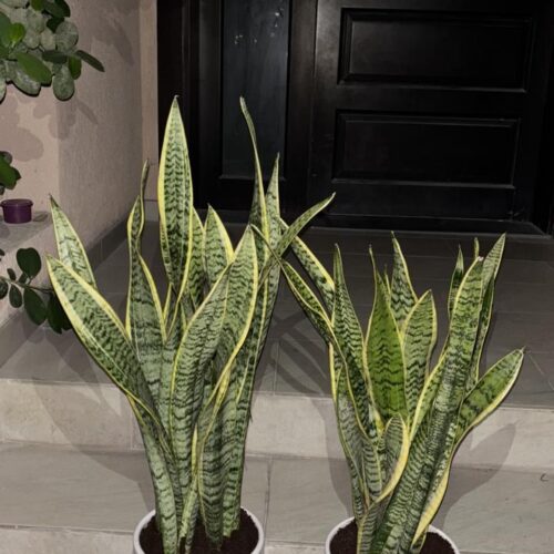 Yellow snake plant in ceramic