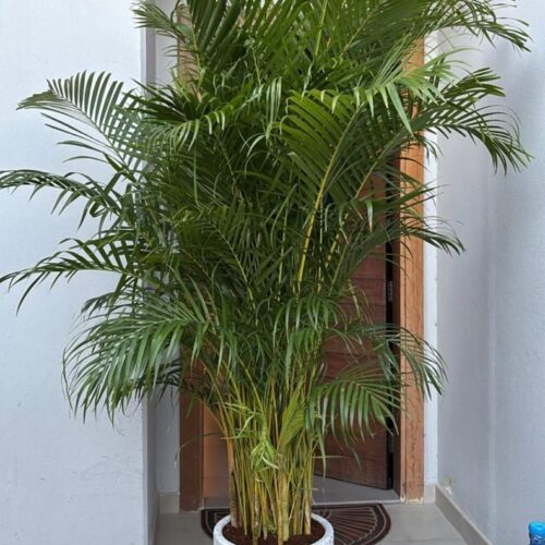 Big Areca palm in ceramic pot