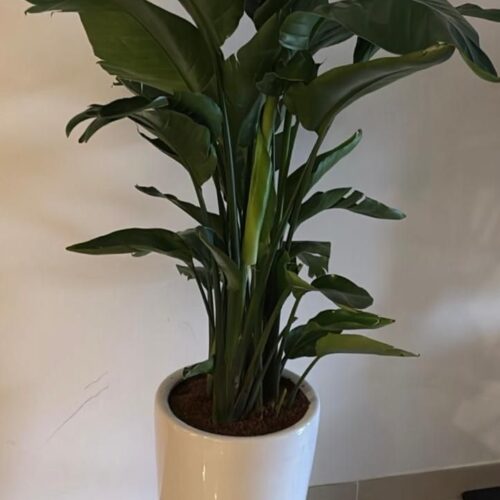 Birds of paradise in ceramic pot