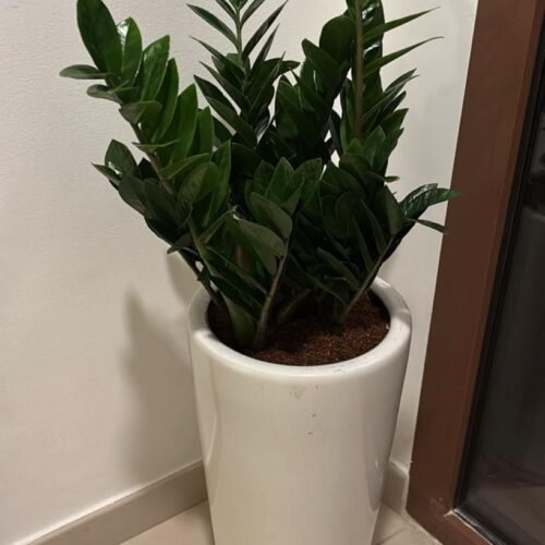 Zizi plant in ceramic pot